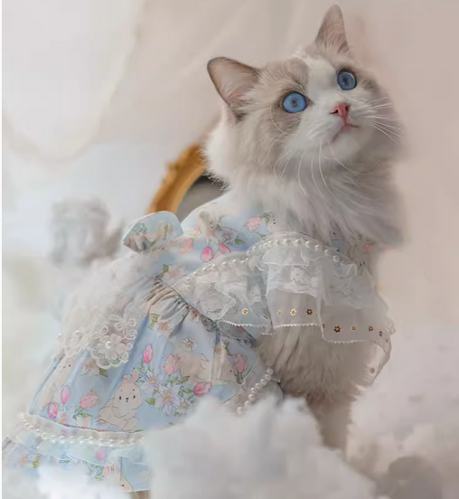 Lolita For Pet